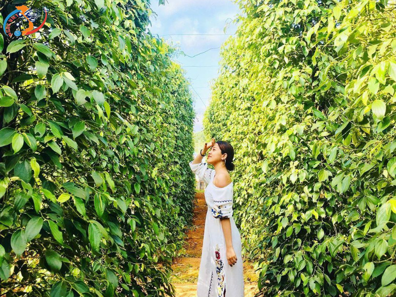 KHÁM PHÁ ĐẢO NGỌC PHÚ QUỐC 4N3D - HẰNG NGÀY